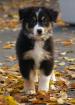 Australian Shepherd Welpen