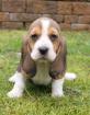 Aussergewöhnliche Beagle-Basset Welpen mit Stammbaum!