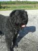 Bouvier des Flanders -DECKRÜDE-