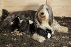 Es ist wieder soweit! +++BEARDED COLLIE WELPEN GEPLANT+++