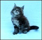 Typvolle Maine Coon Kitten mit Stammbaum