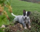 Australian Cattle Dog Welpen TOP