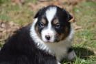 Traumhaft schöne Australian Shepherd Welpen in allen Farben