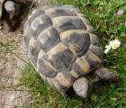 Griechische Landschildkröten 6 jahre alt