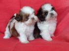 Shih Tzu suchen ein liebevolles zu Hause