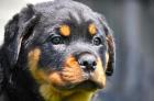 Typvolle Rottweilerwelpen mit ADRK Papieren