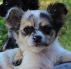 Chihuahuawelpe, Blue merle-white  Langhaar