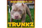 Top ** American Bully/ Pit-Bully Welpen aus Topverpaarung zu verkaufen !!!!