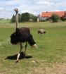 Vogelstrauß quartett trio alle Hennen legen Eier, Strauß