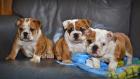 English Bulldog Welpen mit Papiere