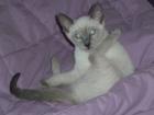 Reinrassige blue-Point Siam Kitten, geimpft, entw., Gesundheitsbesch. abzugeben