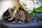 Bengalkitten mit Stammbaum, Minileoparden