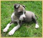 American Staffordshire Terrier Welpen blue line