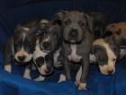 Reinrassige American Staffordshire Terrier blue-line