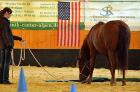 Ich biete Horsemanship-Bodenschultraining (The Gentle Touch nach Peter Kreinberg