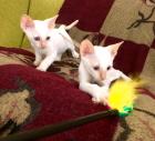 SELTEN Exclusive, reinrassige Cornish Rex Babys Kitten - RED POINT