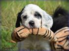 2 English Setter Rüden Welpen