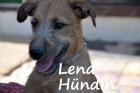 Lena sucht ein neues zu Hause