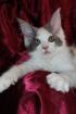 15 Wochen alte Maine Coon Kitten