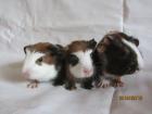 Eng Crested Meerschweinchen Schoko Gold Weiss zur Abgabe