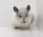 Chinchillas, Jungtiere in vielen Farben