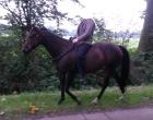 American Quarter Horse Stute Freieit Zucht