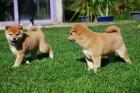 Shiba Inu Welpen braucht ein neues Zuhause