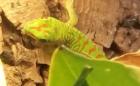 Großer madagasiacher Taggecko (Phelsuma mad. grandis) NZ abzugeben