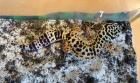 Leopardgeckos (Eublepharis macularius) paarweise abzugeben