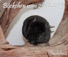 Chinchilla Jungtiere in verschiedenen Farben suchen DICH