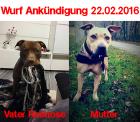 Pitbull Welpen Wurf Ankündigung 22.02.1016