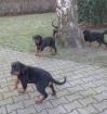 Liebevolle Rottweiler abzugeben