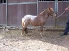  Mini-appaloosa fewspot hengst 8J.  ist etwa 85cm  super Abstammung Rheinisches 