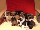 Beagle Welpen, bestens sozialisiert, mit Papiere