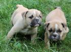 Einzigartige English-Bulldogwelpen in blue-tan u. fawn