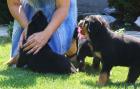 Süßer Rottweiler Welpen suchen liebevolles Zuhause