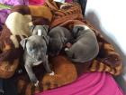 Pitt Bull Blueline Welpen