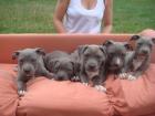 Amerikanischer stafford blue shine terrier