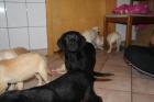 Labrador Welpen in blond und schwarz mit Papieren