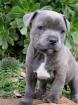 Welpen orig. rednose American Pitbull Terrier mit ADBA Papieren