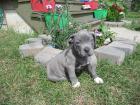 Welpen orig. rednose American Pitbull Terrier mit ADBA Papiere