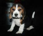 Beagle Welpen zu verkaufen!