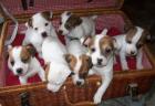 JackRusselTerrier Welpen