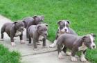 American Bully XXL Pitbull Blueline Welpen***************