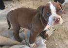 Welpen orig. rednose American Pitbull Terrier mit ADBA Papieren