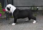 Englische Bulldogge mit Papiere