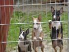 Miniatur Bullterrier welpen mit Papieren