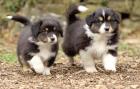 Erstklassige ASCA Australian Shepherd Welpen