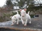 3 wunderschöne Miniatur Bullterrier Welpen