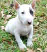 Miniatur Bullterrier Rüde mit VDH / FCI Papieren